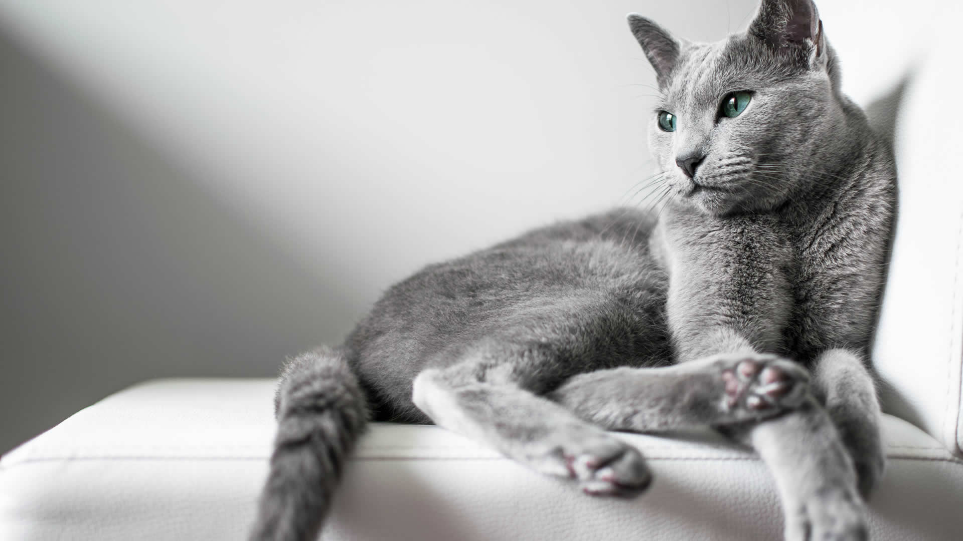 Russian Blue long tailed cat