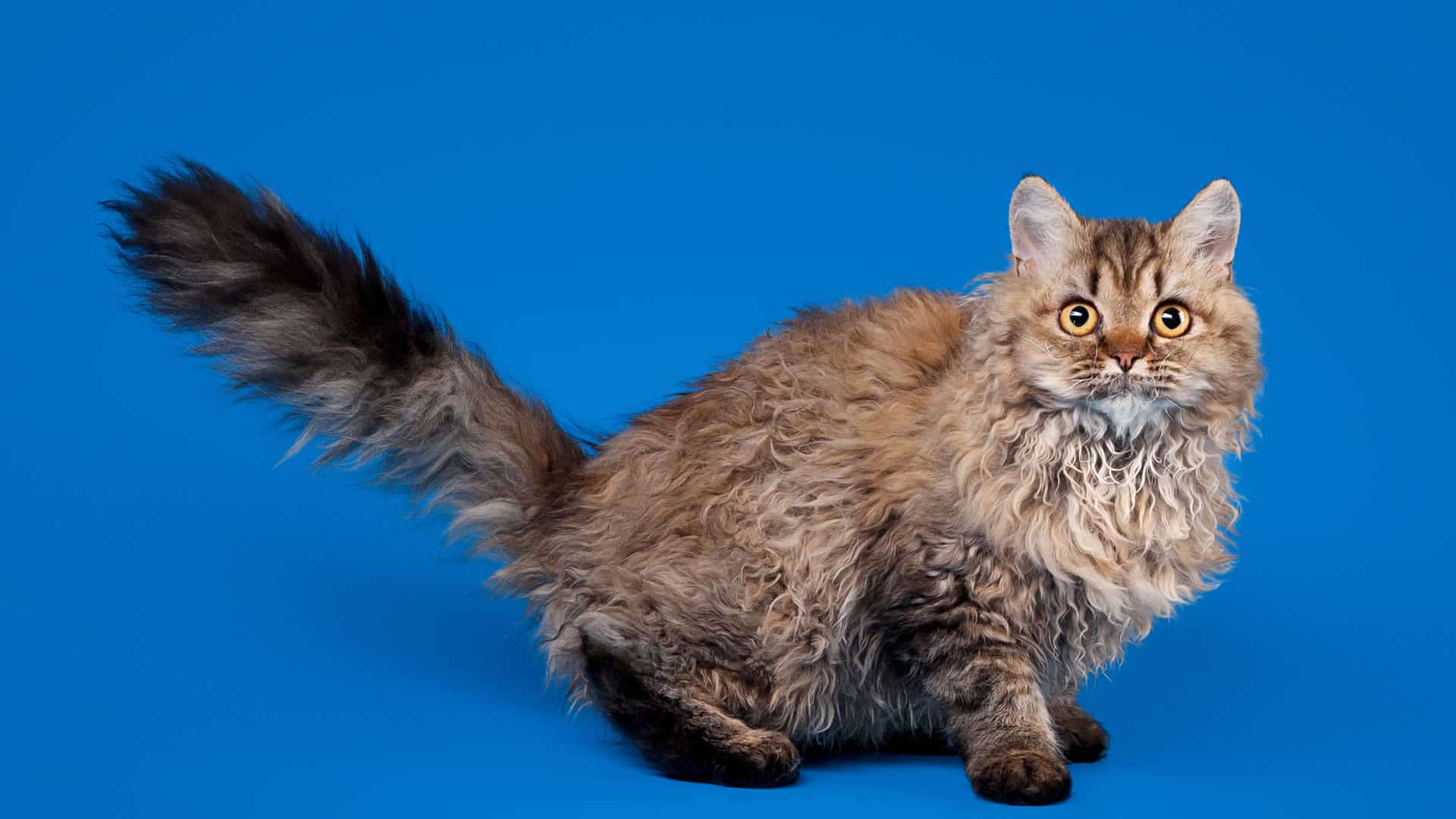 Selkirk Rex Cat