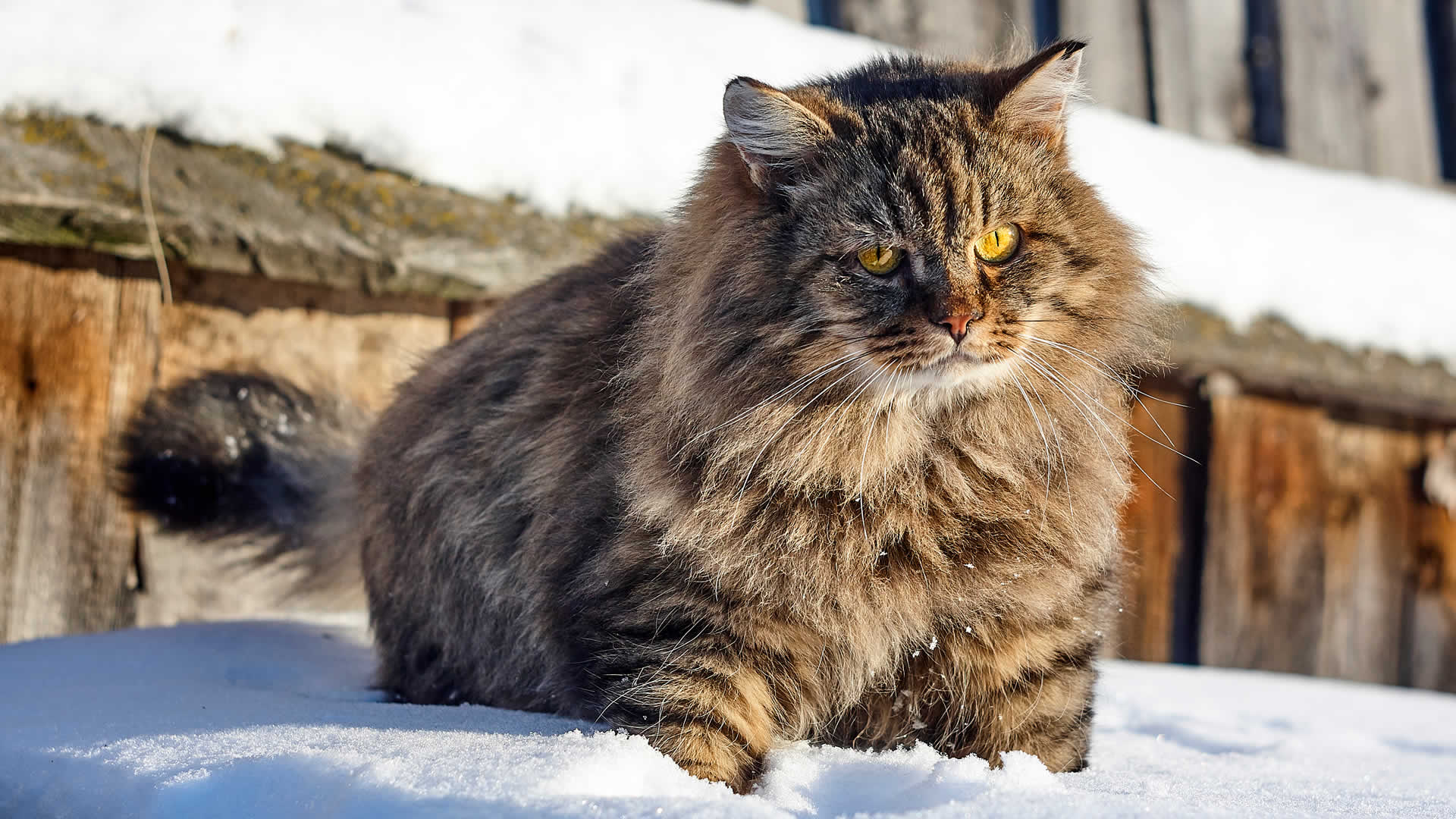 Siberian Cat