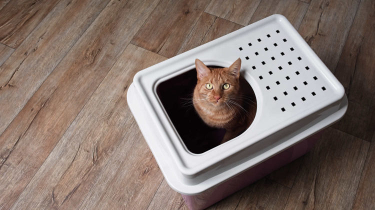 Top Entry Litter Box for Large Cats