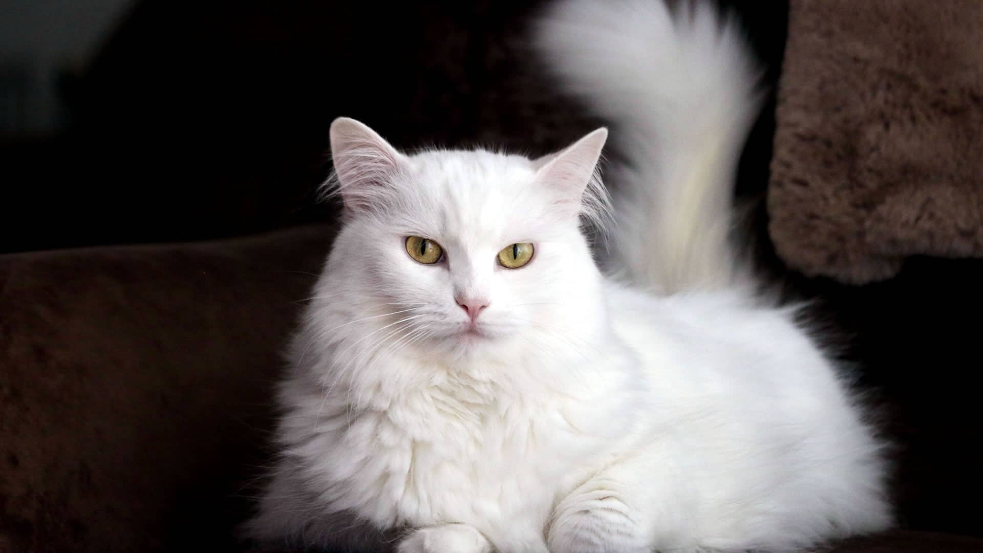 Turkish Angora