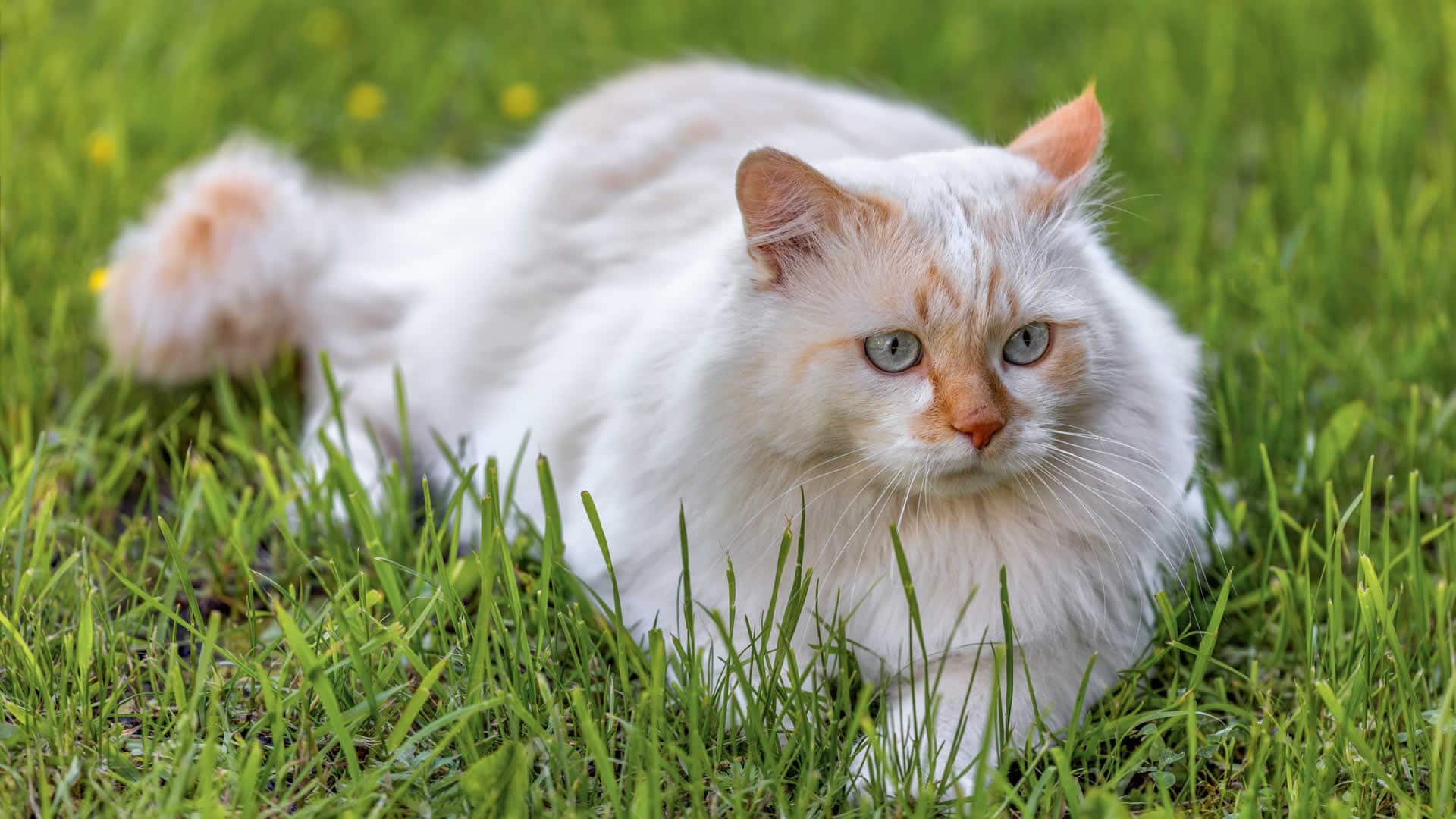 Turkish Van