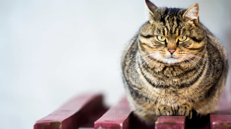 when-do-cats-stop-growing-a-guide-to-cat-growth-pumpkin