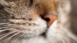 Best Humidifier for Cats with Asthma – Our 5 Top Picks