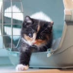 Cat Carriers With Litter Box