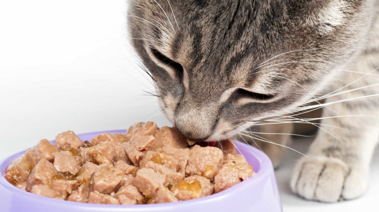 Cat food clearance dispenser with collar