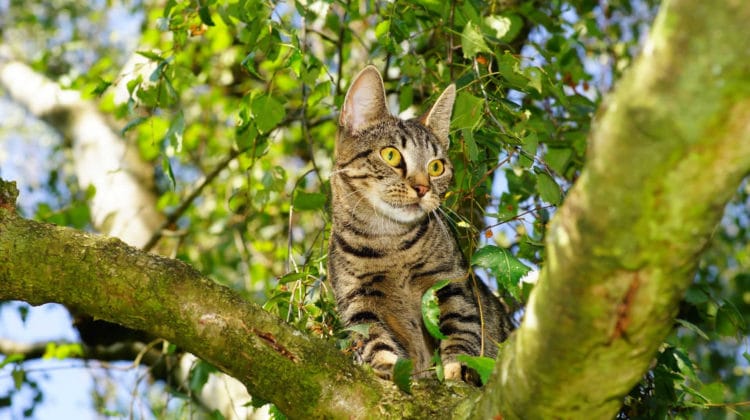 Cat condo that clearance looks like a tree