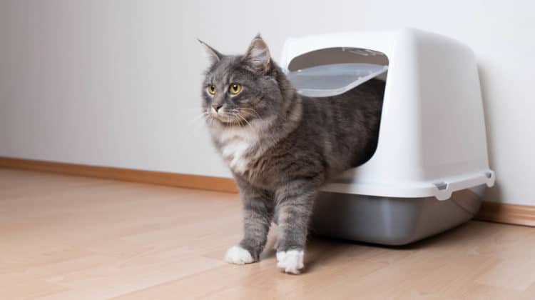 Litter boxes for high spraying cats