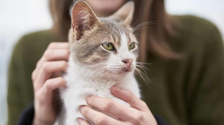 Air Freshener Safe for Cats