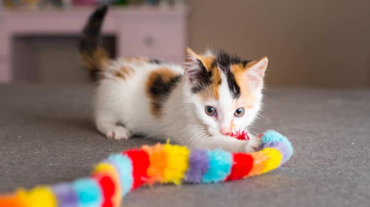 kittens playing with toys