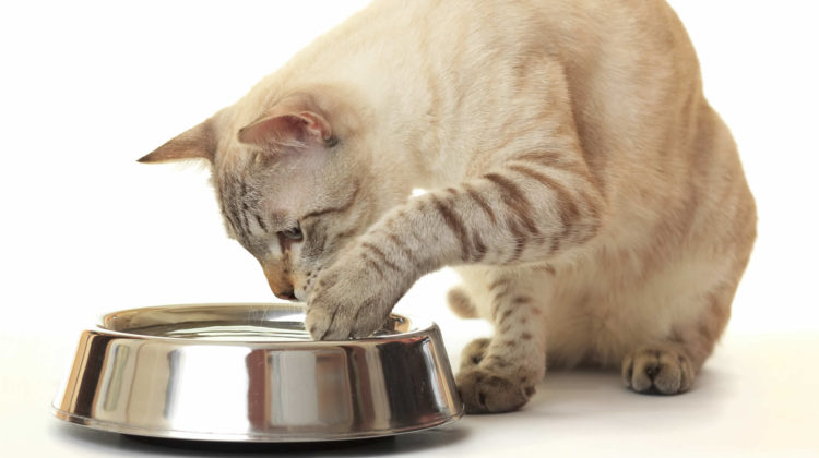 Best Cat Bowls for Whisker Fatigue