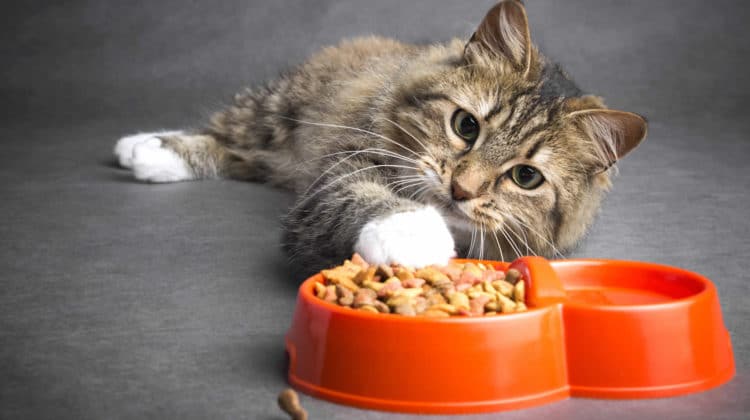 slow feeder cat bowl wet food