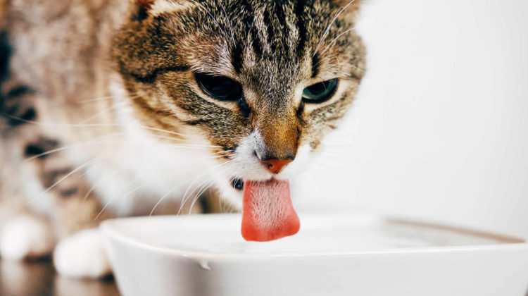 Tip proof outlet cat water bowl