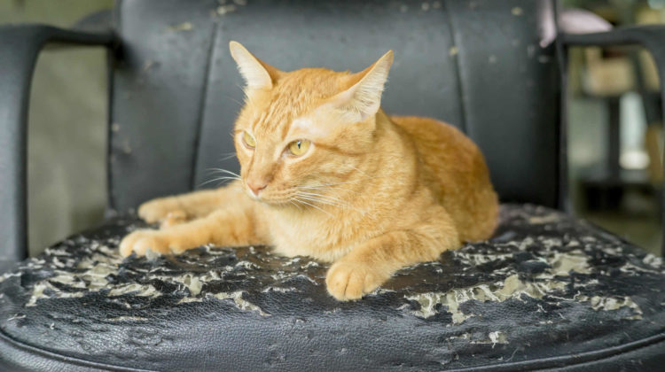 Cat scratch guard for leather outlet couch