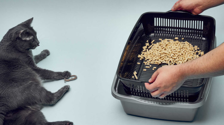 Best Sifting Litter Box for Pine Pellets Sifting Trays