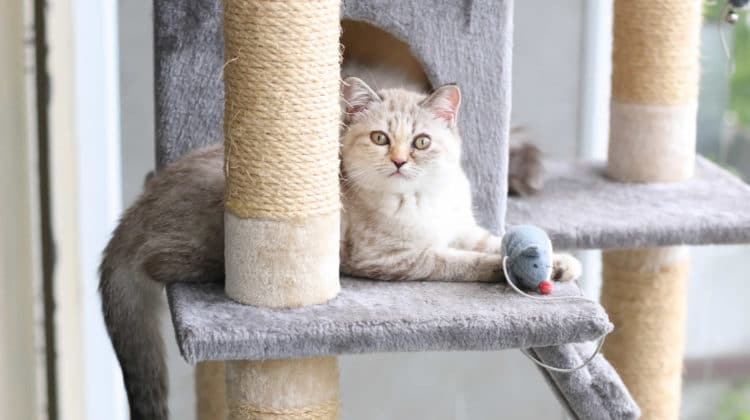 Unique Cat Trees for Large Cats