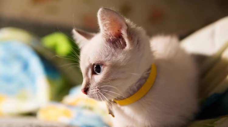 Best Breakaway Cat Collars