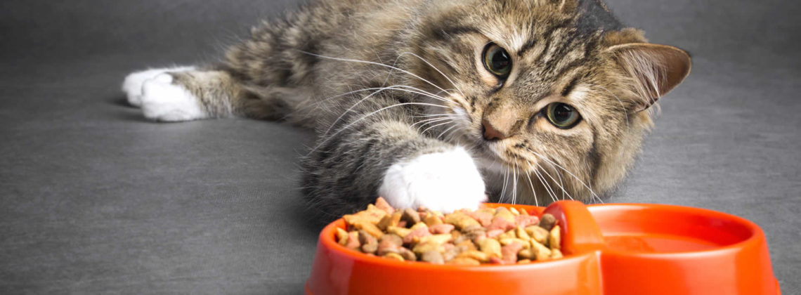 Cat stopped eating dry food but eats treats