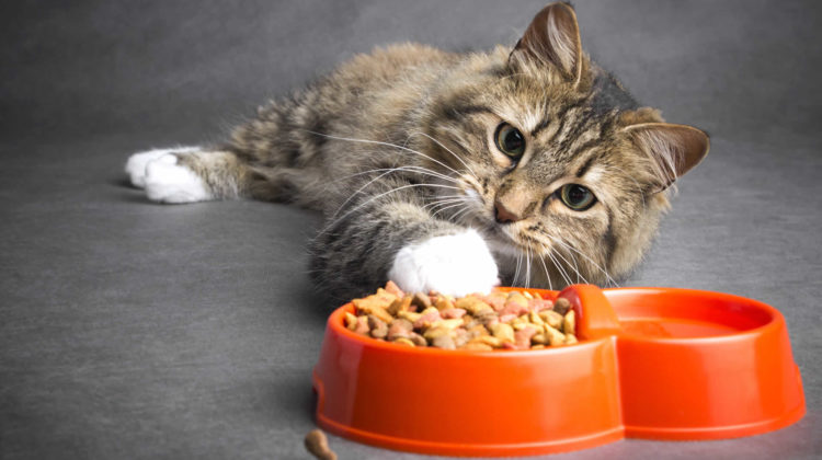 Cat stopped eating dry food but eats treats