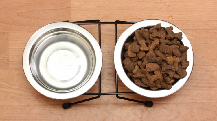 Cat food and water dish sale