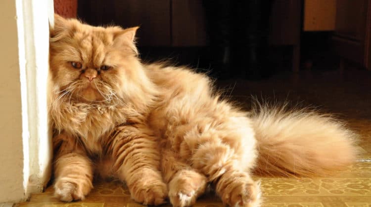 What causes matted cat fur