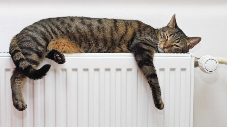 What temperature do cats like?