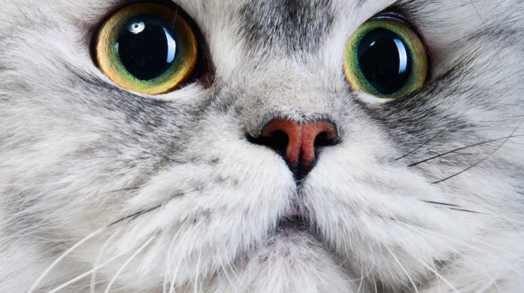 How do cats dilate their pupils so fast