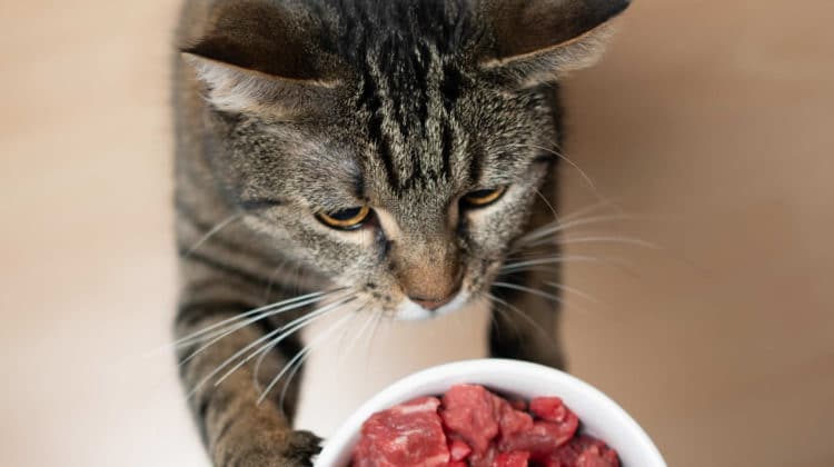 Can Cats Eat Hot Dogs No 5 Reasons Why