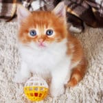 Kitten Chew Toys - Safe & Fun Kitten Teething Toys