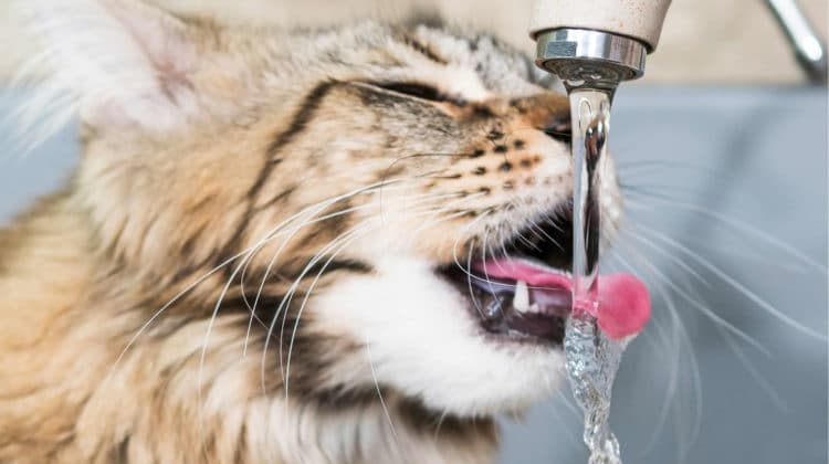 Stainless Steel Cat Water Fountain