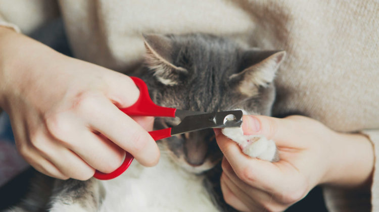 What Happens If You Don’t Trim Your Cat’s Nails?