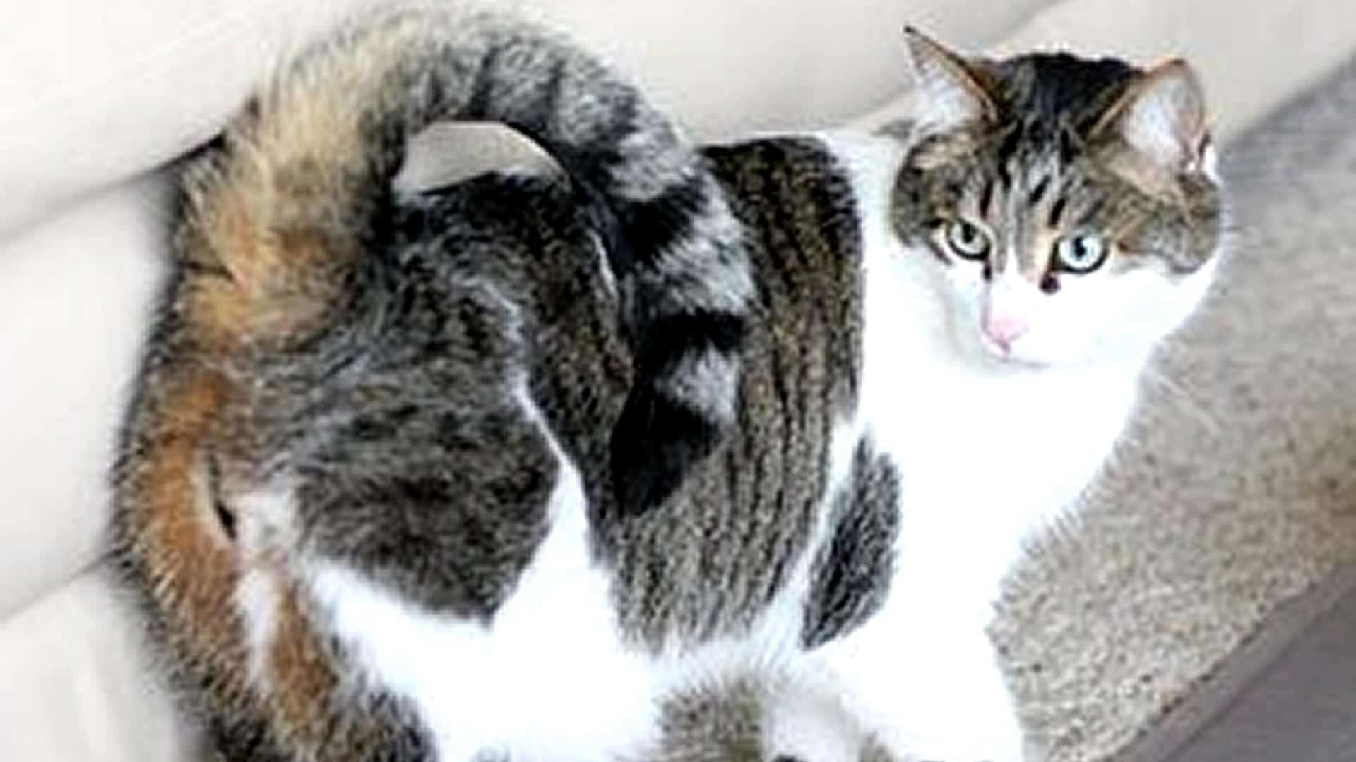 American Ringtail cat with curly tail