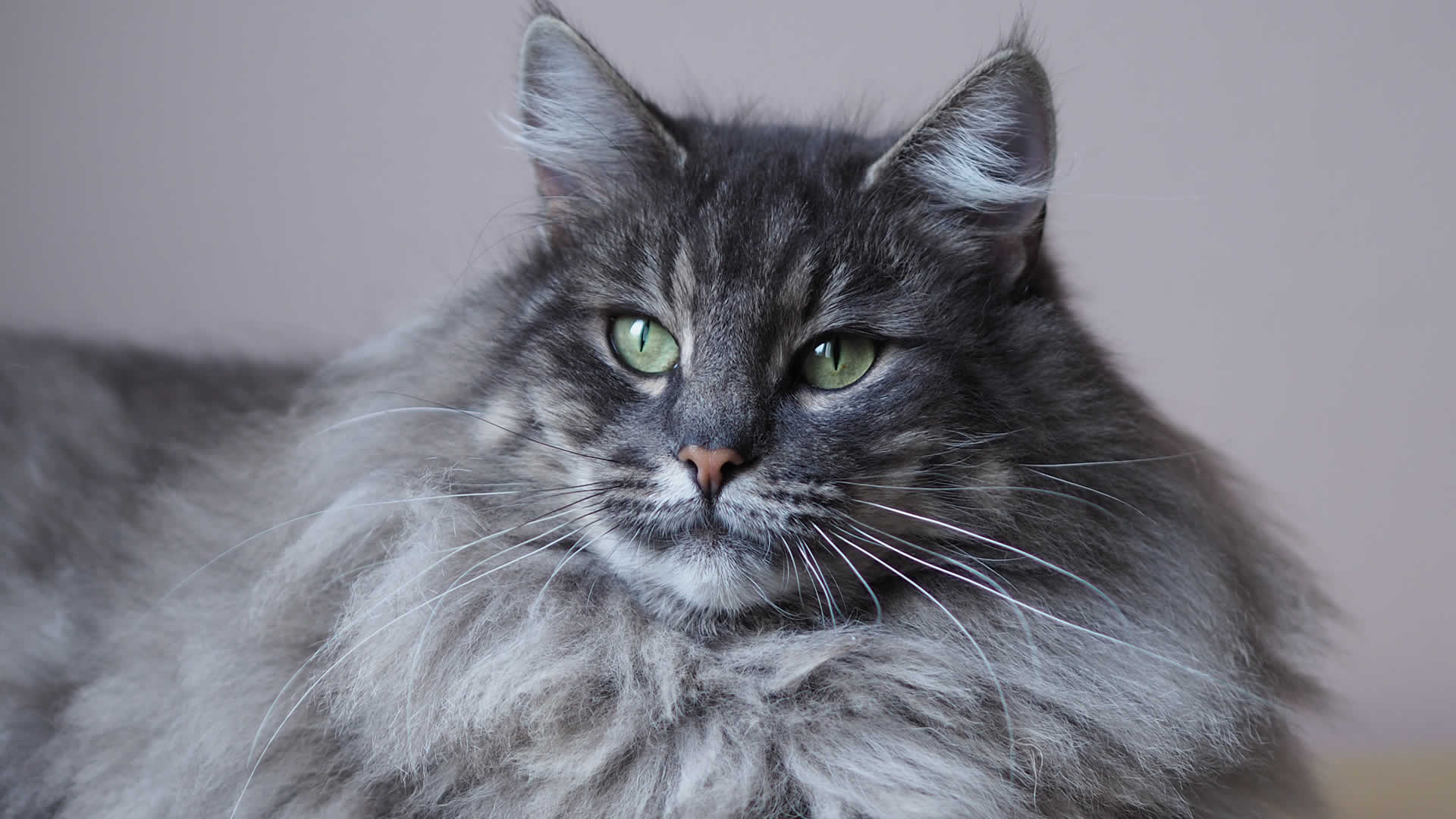 Another cat breed with a long whiskers is the Norwegian Forest Cat