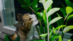 Houseplants for Cat Owners: Are ZZ Plants Toxic to Cats?