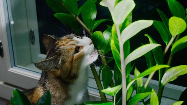 Are ZZ Plants Toxic to Cats