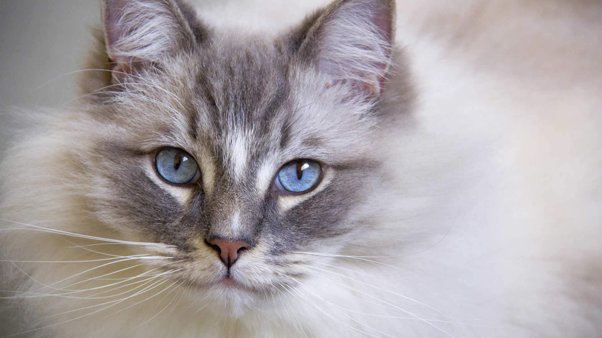 Beautiful Ragdoll cat