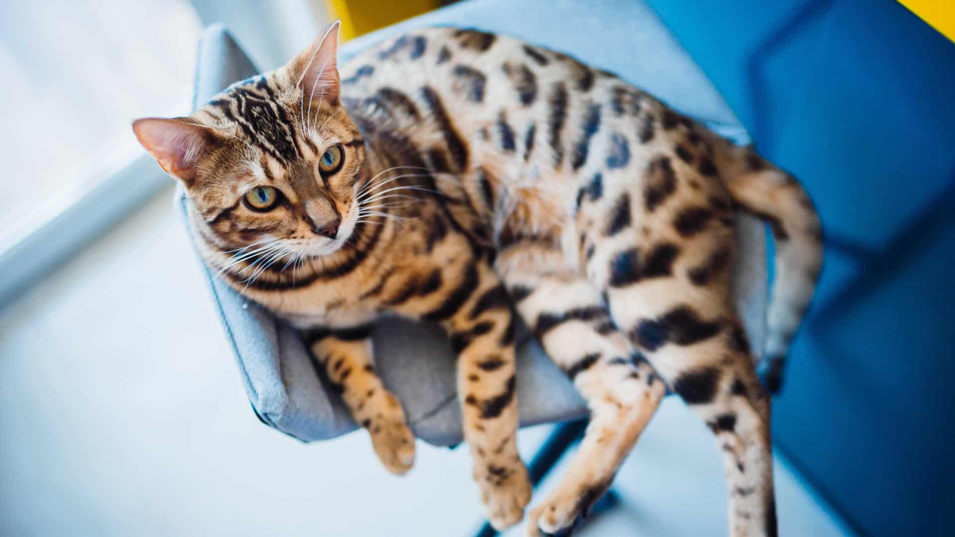 Bengal cat