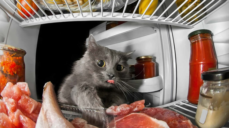 Cats eat outlet meat