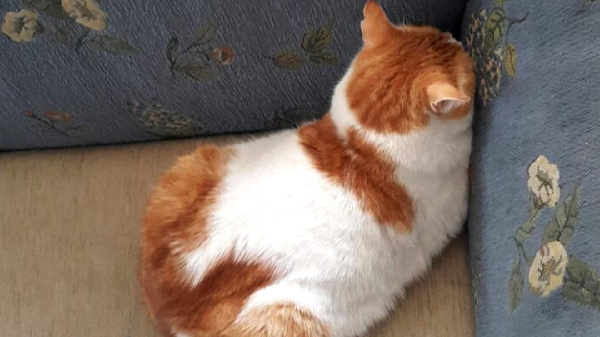 Cat loaf position