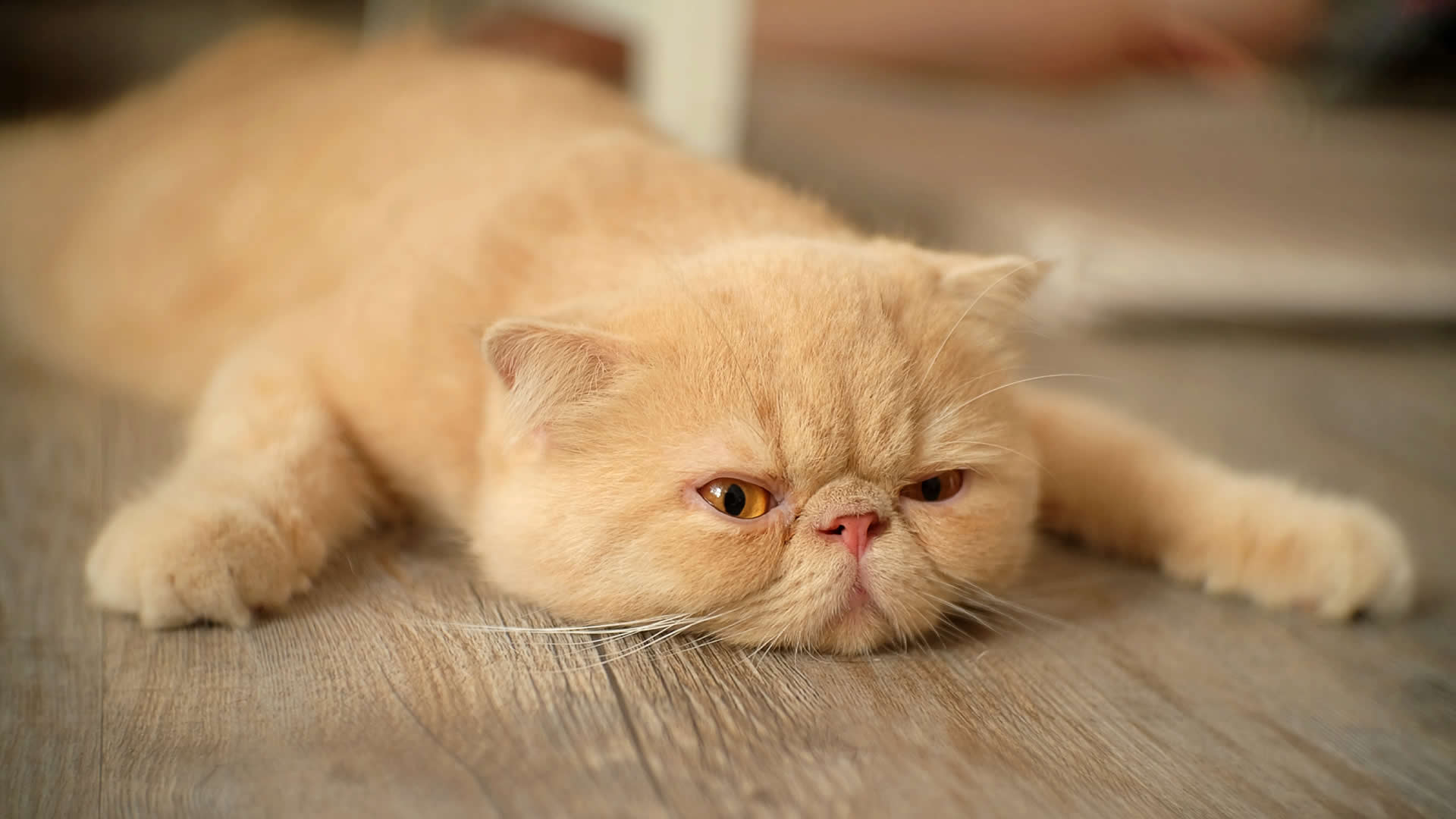 Cat lying flat on stomach