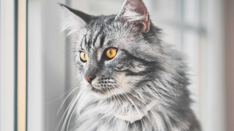 5 Cat Breeds With Long Whiskers & Other Fun Whisker Facts!