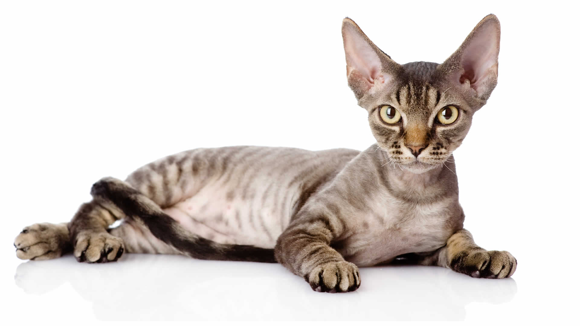 Devon Rex cat breed