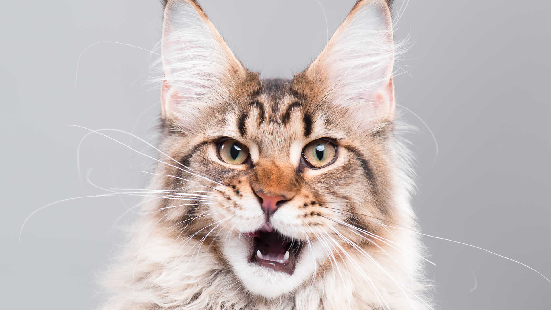 Maine Coon cat with long whiskers