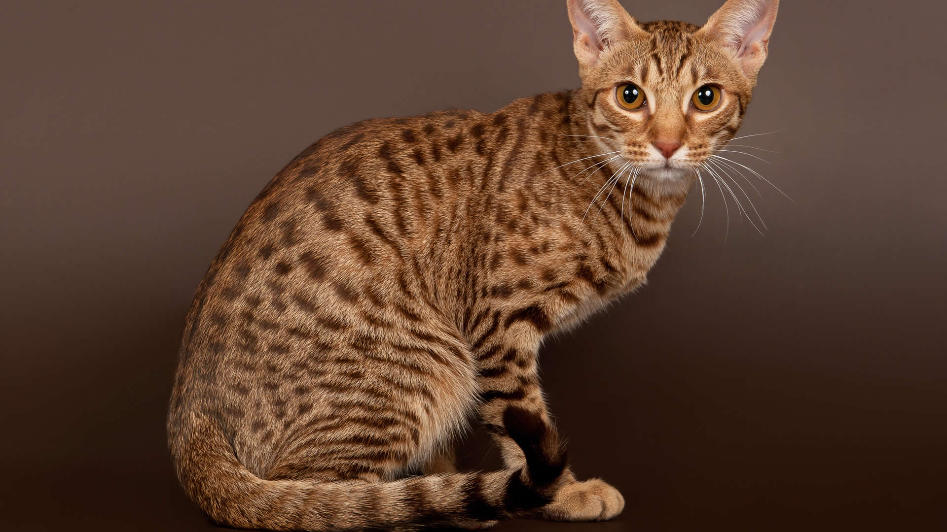 Ocicat breed with long-curly tail