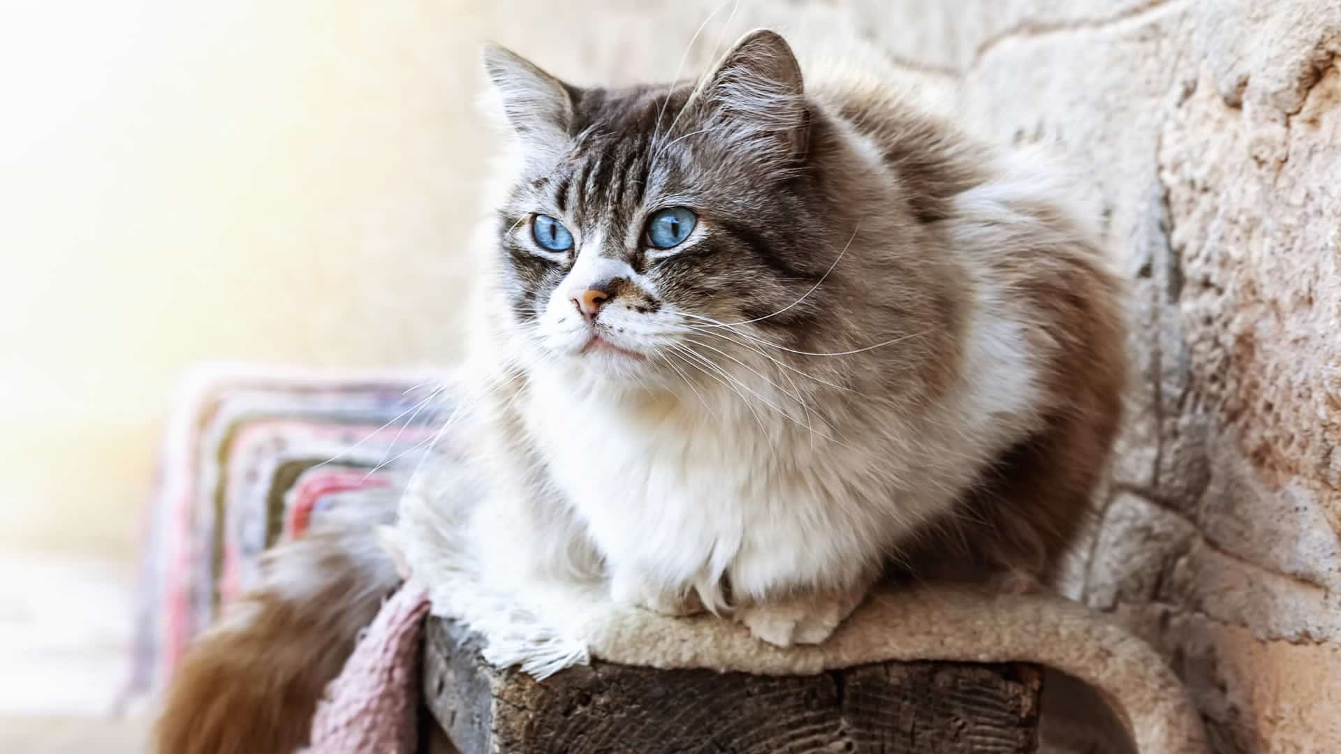 Ragdoll cat