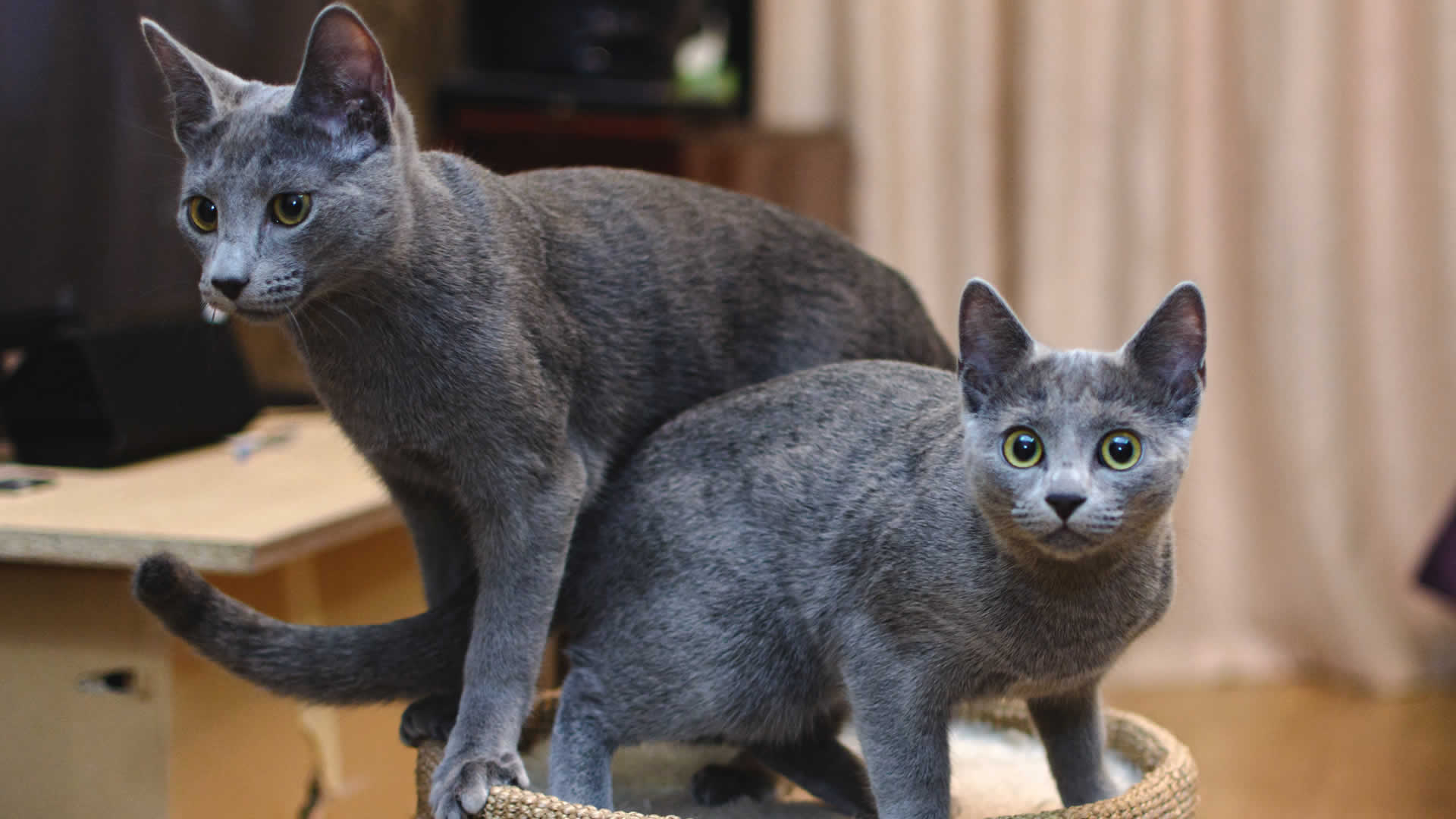 Russian Blue is one of the cat breeds with the curly tail