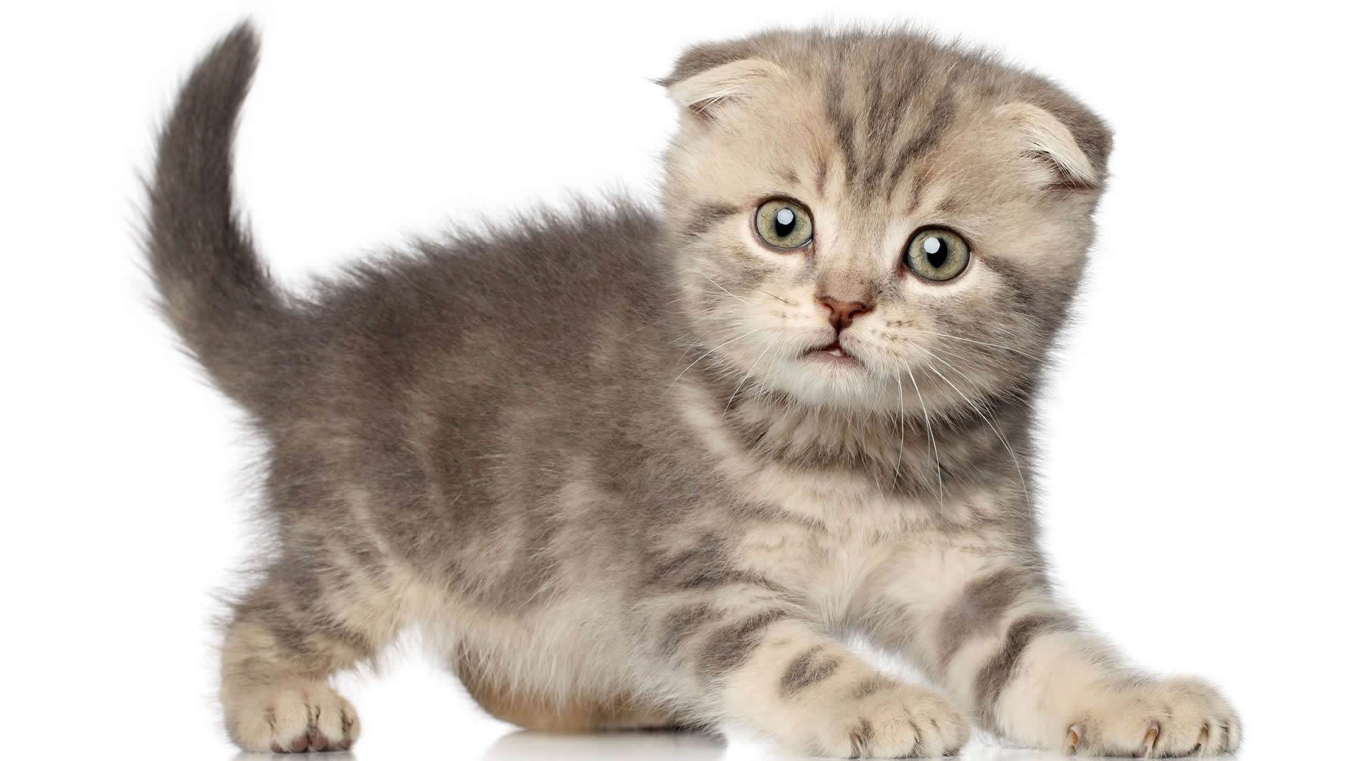 Scottish Fold