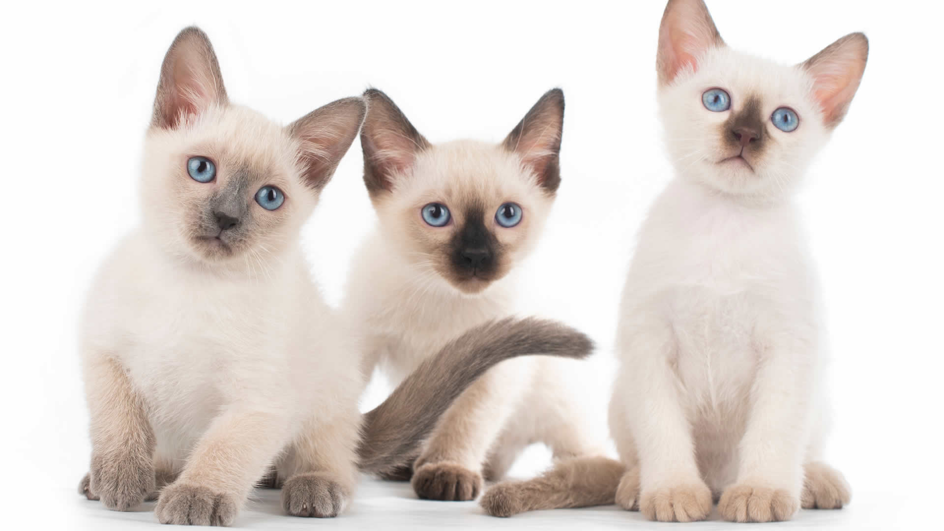 Siamese cats used to be known for their crooked eyes and curly tails