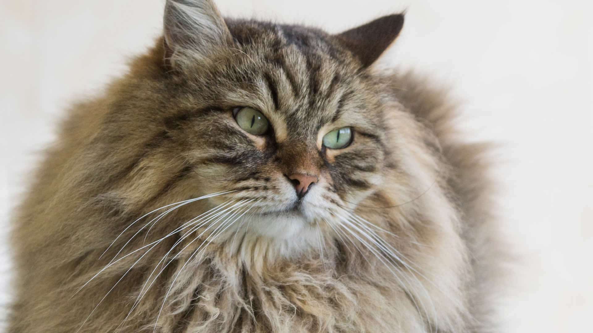 Siberian cat with thick coat and long whiskers