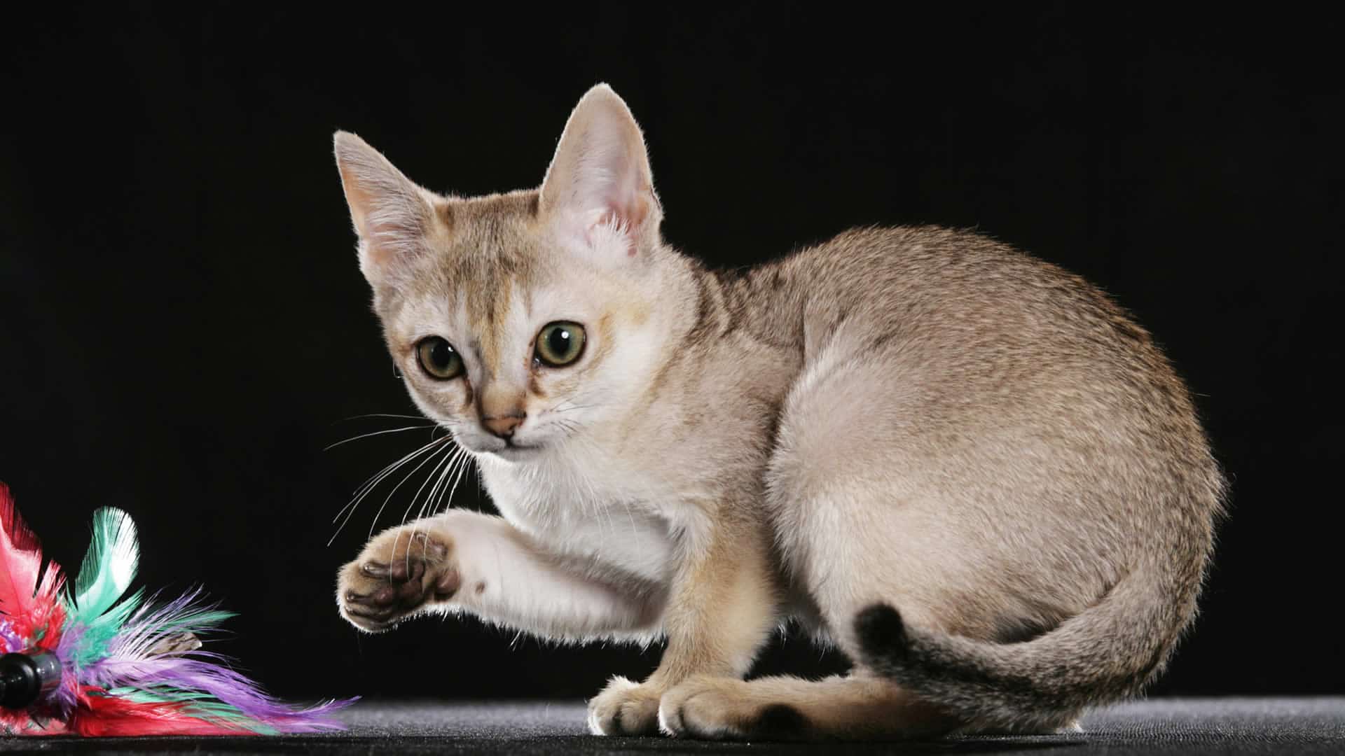 Singapura cat